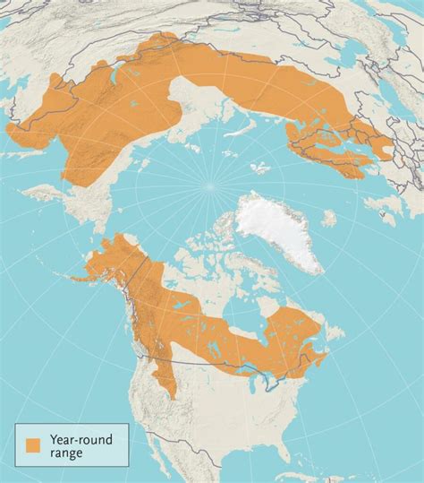 where do most moose live.